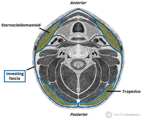 Fascial Layers - Deep - Superficial - TeachMeAnatomy