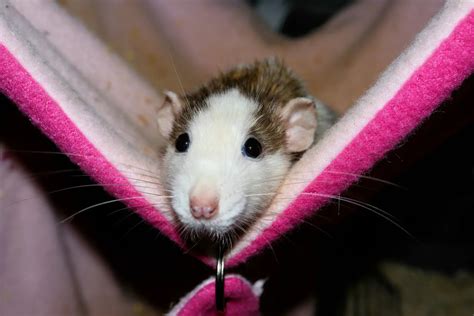 How to Choose The Best Bedding for Rats if You Are Allergic - Rat Guide 101