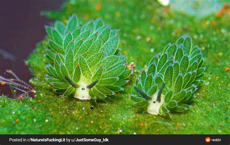 The leaf sheep sea slug, the only animal that can photosynthesize : interestingasfuck