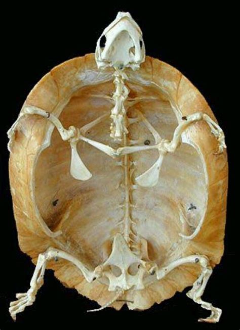 Turtle skeleto... | Animal bones, Skeleton, Animal skulls