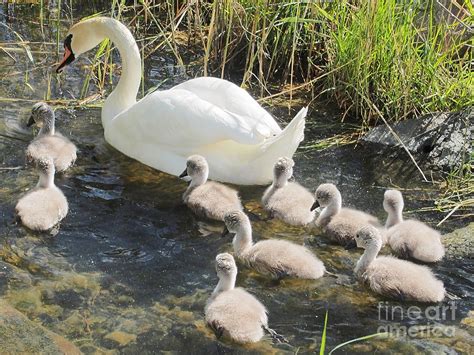 Swan with cygnets Photograph by Peter Peresini - Pixels