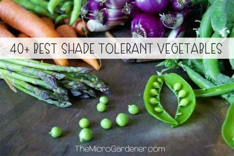 40+ Best Shade Tolerant Vegetables - The Micro Gardener