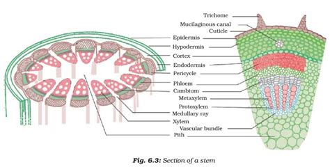 Plant Tissue - Meristematic - Simple, Complex Permanent Tissue | Plant ...