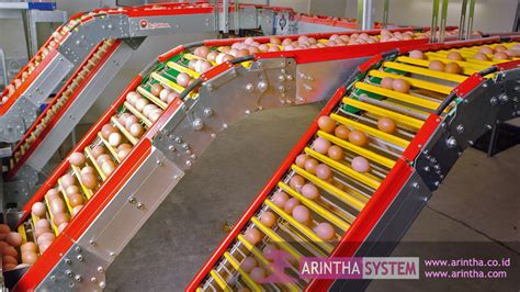 Food Processing Conveyor – Arintha System