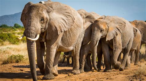 African elephants at risk of extinction due to poaching and habitat loss, warn conservationists ...