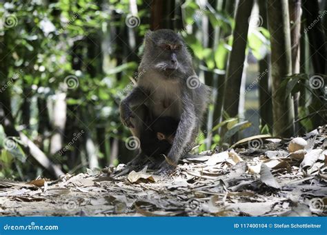 A Monkey with His Baby in the Jungle Stock Photo - Image of gorilla ...