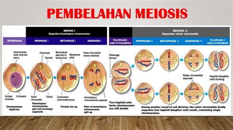 Gambar Pembelahan Sel Meiosis