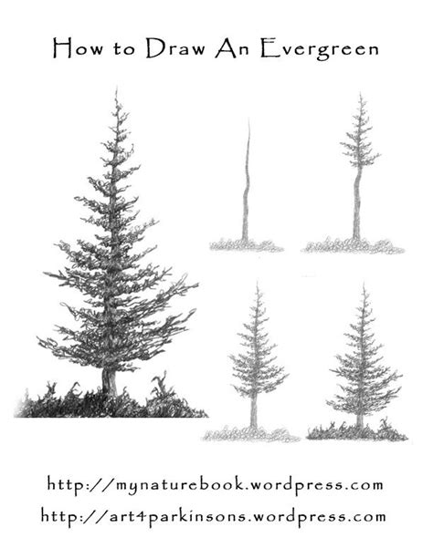 How to Draw and Paint Evergreen Trees | Tree drawing simple, Trees ...