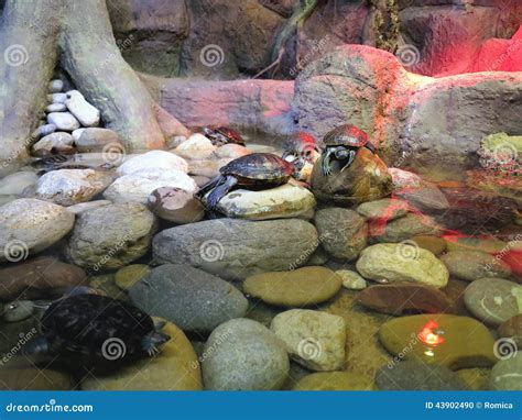 Red Ear Turtle in Their Natural Habitat on the River Bank Stock Photo - Image of color, life ...