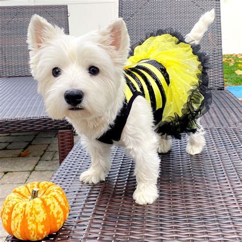 Best English Bulldog Costumes for Halloween.