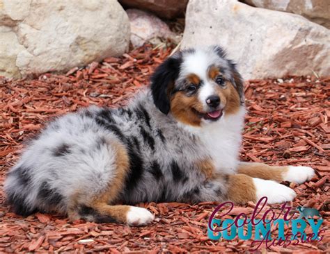 Midnight’s Blue Merle Male 1 | Color Country Aussies