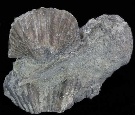 Platystrophia Brachiopod Fossil From Kentucky (#35119) For Sale ...