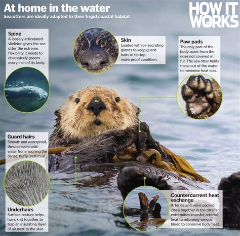 Sea Otters: Characteristics, types, habitas and more