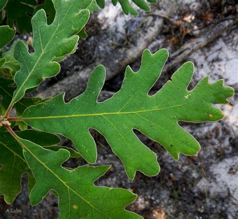 Hoja de Roble (Quercus robur) | Hojas caducas.Grandes, simpl… | Flickr