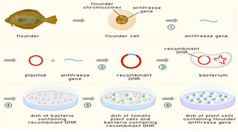 Unit 3a-1: Genetic Modification and Gene Transfer – The Biology Classroom