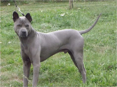 Thai Ridgeback - Facts, Pictures, Puppies, Rescue, Temperament, Breeders | Animals Breeds