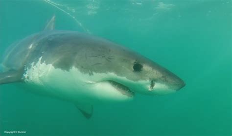 Scientists discover four new shark species that can walk | IBTimes UK