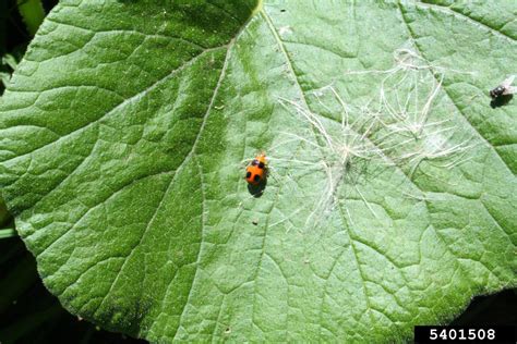 pumpkin beetle (Aulacophora hilaris)