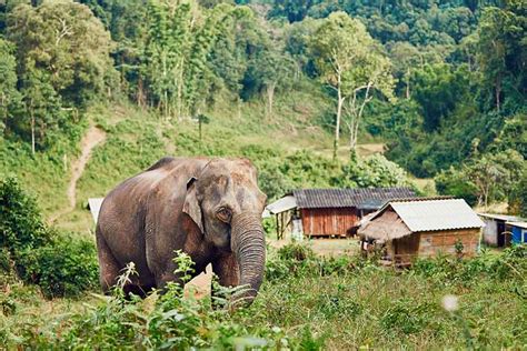 Chiang Mai elephant sanctuary - My Thailand Tours