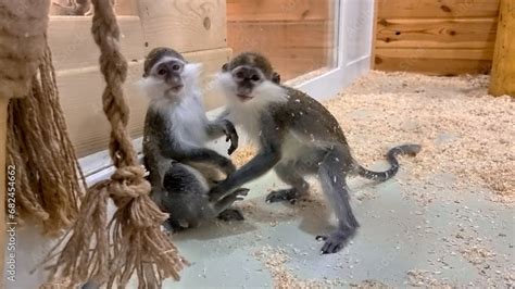 Two funny monkeys playing and having fun in zoo behind the glass barrier Stock Photo | Adobe Stock