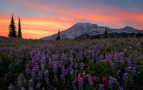 Wallpaper : sunlight, nature, sky, purple flowers, mountains 2048x1303 - WallpaperManiac ...