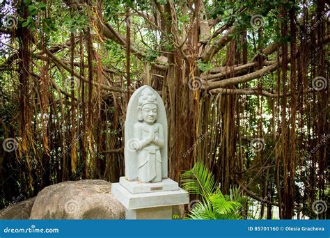 Statue of Indhuism and Buddhism Prayer Near Banyan Tree Stock Photo ...