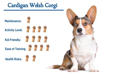 Cardigan Welsh Corgi… Everything You Need to know at a Glance!