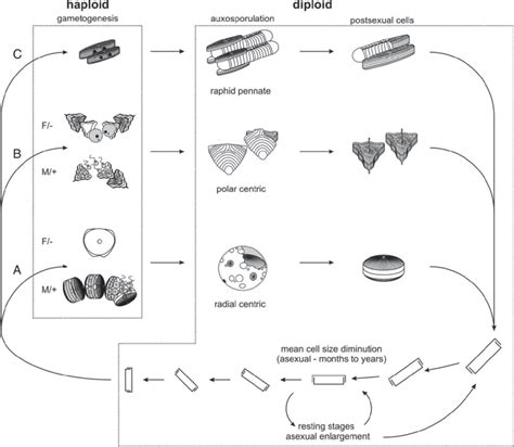 A summary of the principal features of the life cycle of diatoms in ...