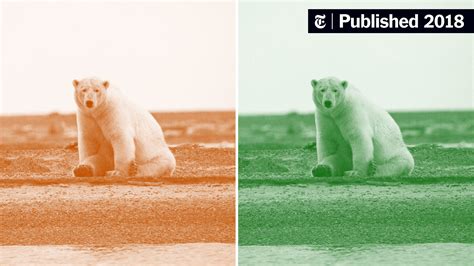 Climate Change Denialists Say Polar Bears Are Fine. Scientists Are Pushing Back. - The New York ...