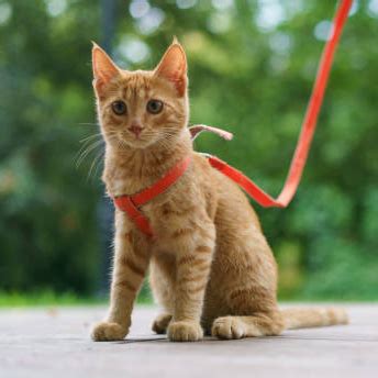 Harness Training A Cat: Your Ultimate Guide | PurrfectJourney