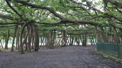 The great banyan tree of Howrah | Banyan tree, Tree, Beautiful tree