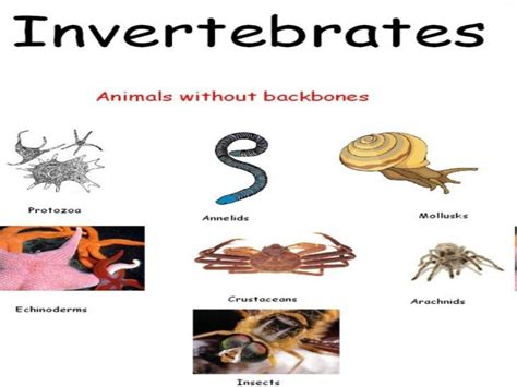 Nine important distinguishing features of invertebrates