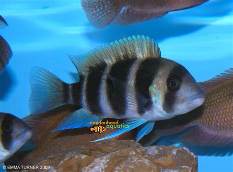 Frontosa Cichlid-Cyphotilapia frontosa