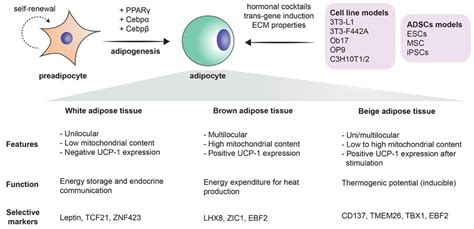 Cells | Free Full-Text | Modeling Adipogenesis: Current and Future ...