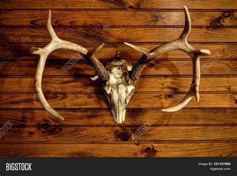 Taxidermy Skull Image & Photo (Free Trial) | Bigstock