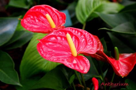 Tropical Indoor Flowering Plants