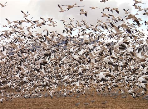 Free picture: flock, snow geese, flying birds