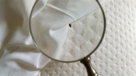 HOME-Bed Bug Inspection 2 (1) | Thrasher Termite & Pest Control