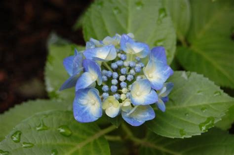 blue hydrangea | dpika | Flickr