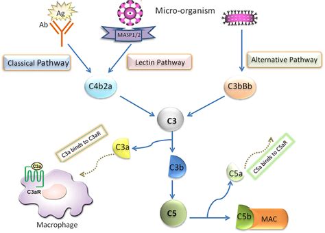 | Schematic diagram of complement system activation. | Download Scientific Diagram