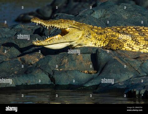 Nile crocodile (Crocodylus niloticus), Ngorongoro Conservation Area ...