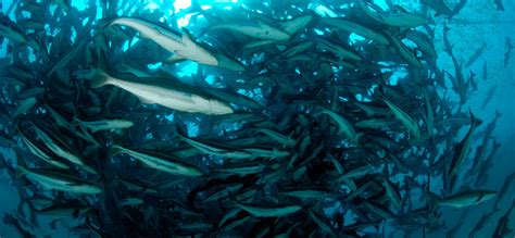 Blue revolution: India ranks first in export of fish products - BioVoiceNews