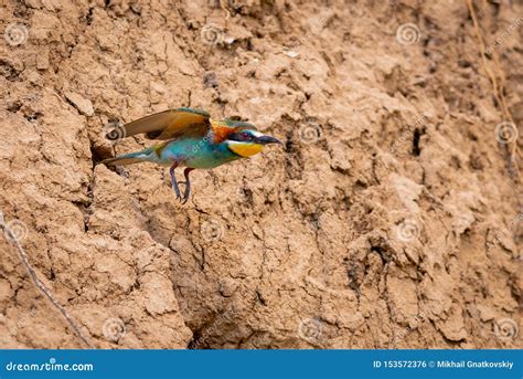 European Bee-eater or Merops Apiaster in Natural Habitat Stock Photo ...