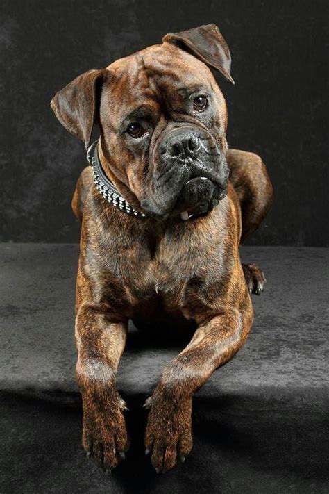 All the things we admire about the Bright Boxer Puppies # ...