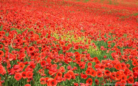 Field Of Poppies - Flowers And Plants Wallpaper