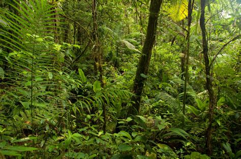 Young researchers shine during Costa Rican Rainforest Project (Part II) - Connecticut Audubon ...