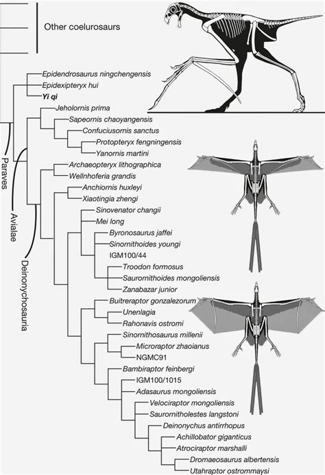 Species New to Science: [Paleontology • 2015] Yi qi • A Bizarre Jurassic Maniraptoran Theropod ...