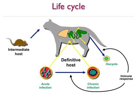 Toxoplasmosis and cats | International Cat Care