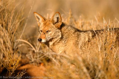 Coyote | Pioneertown, California. | Photos by Ron Niebrugge