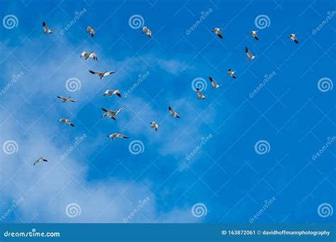 Snow Geese Migration stock image. Image of flock, flight - 163872061